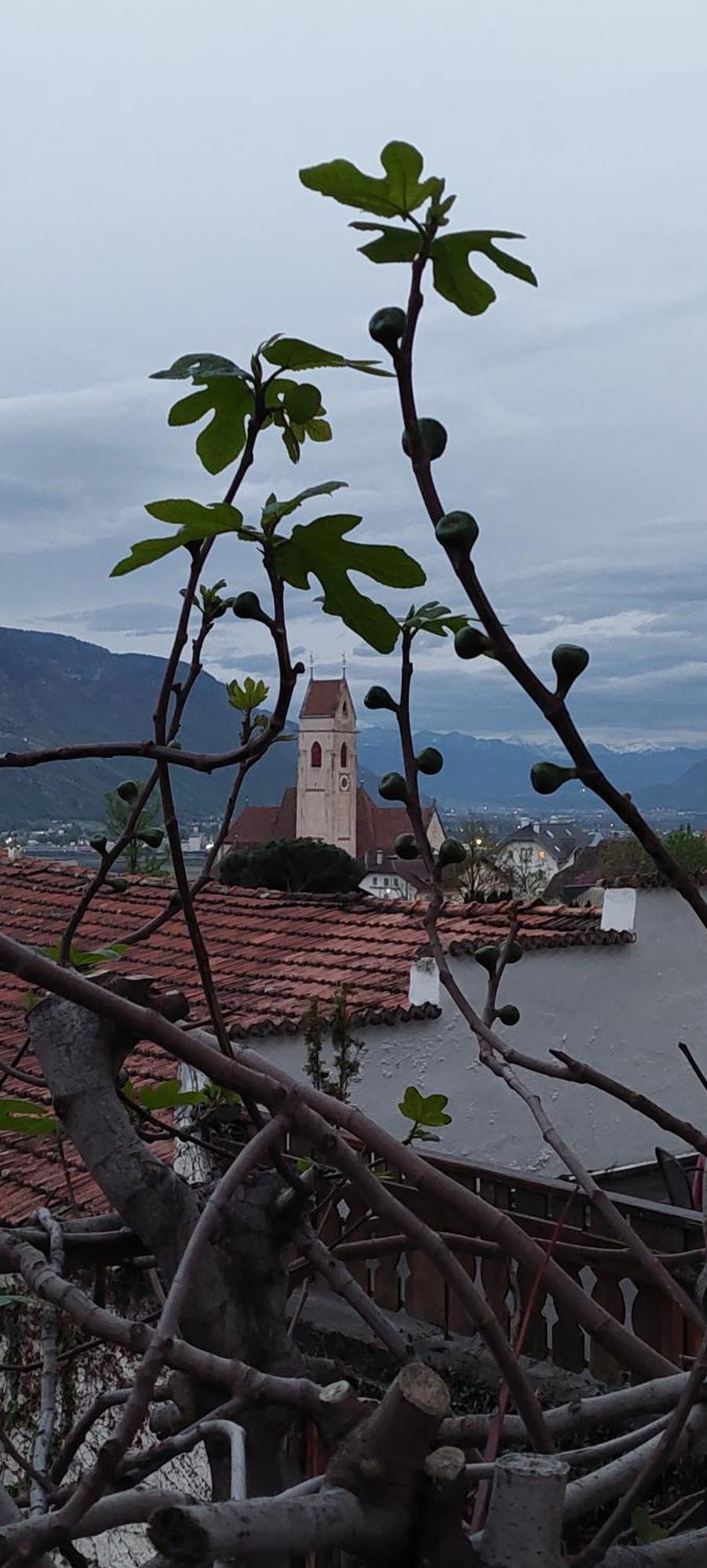 Marlingsuites - Vinea - Wieser Josef - Marlengo